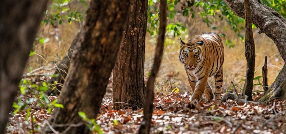 Bandhavgarh Tour