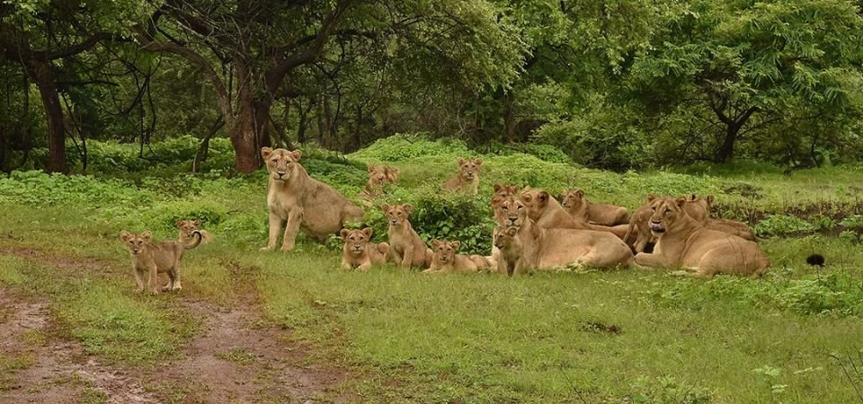 Explore Gir National Park