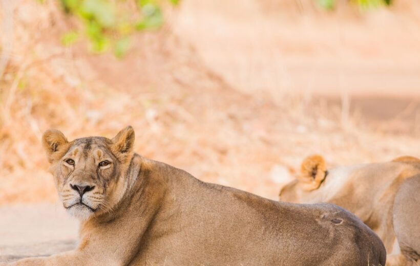 Gir National Park