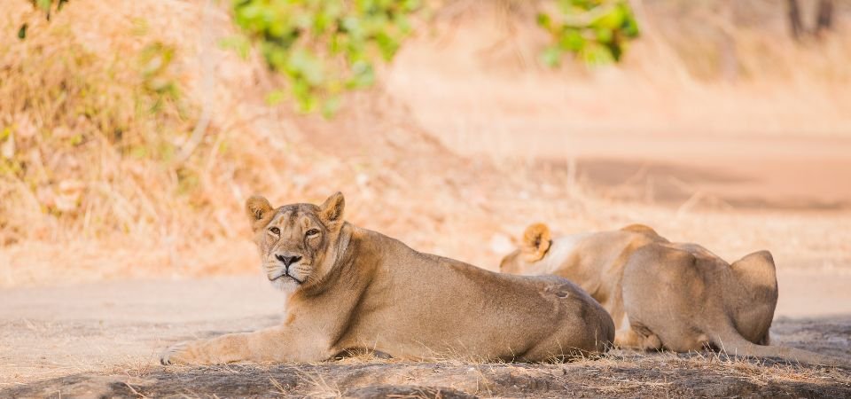 Gir National Park Tour