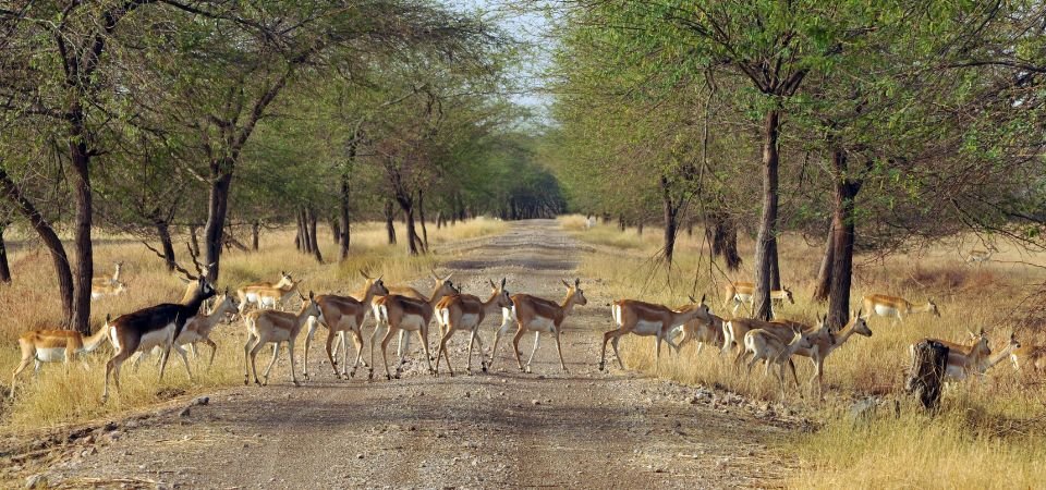 Gir National Park Trip