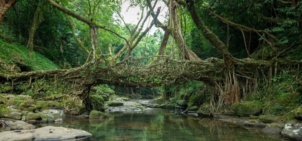 Root Bridge