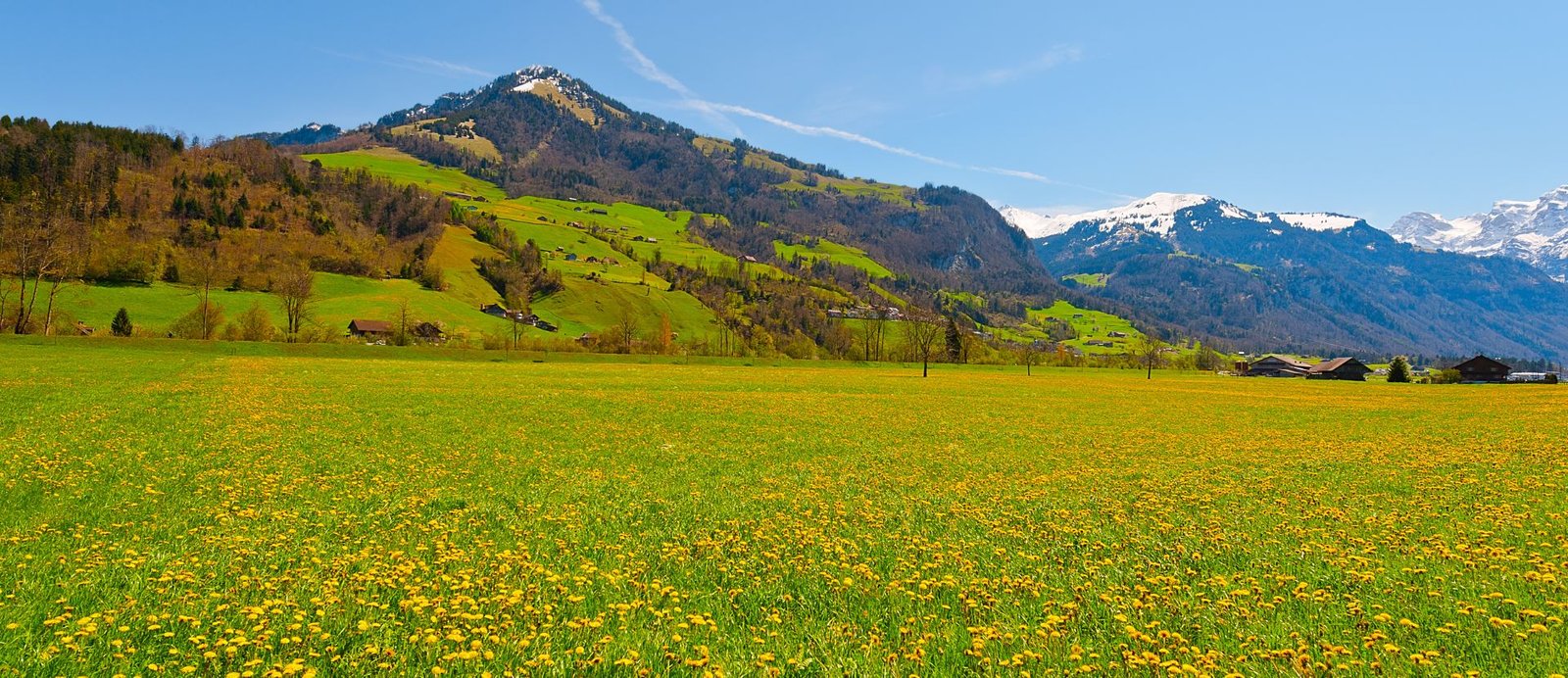 Swiss Alps Tour