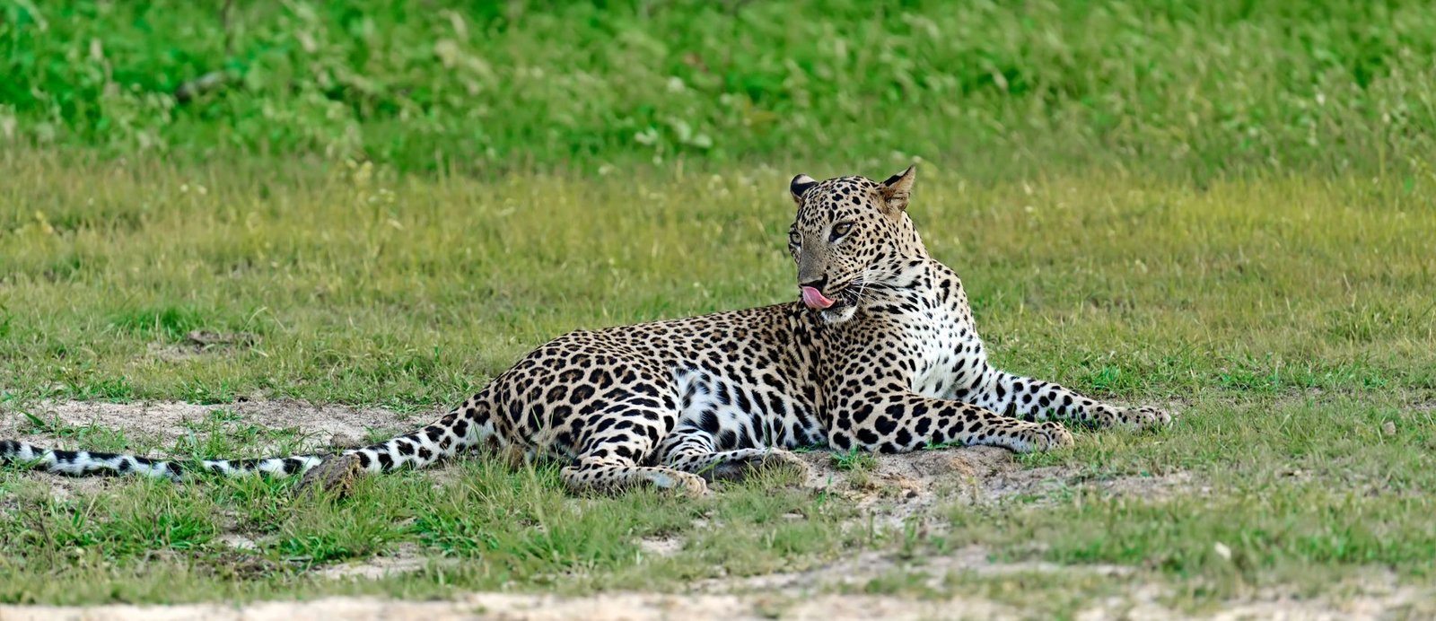 Sri Lanka Leopard