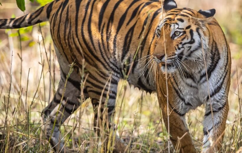 Bandhavgarh National Park