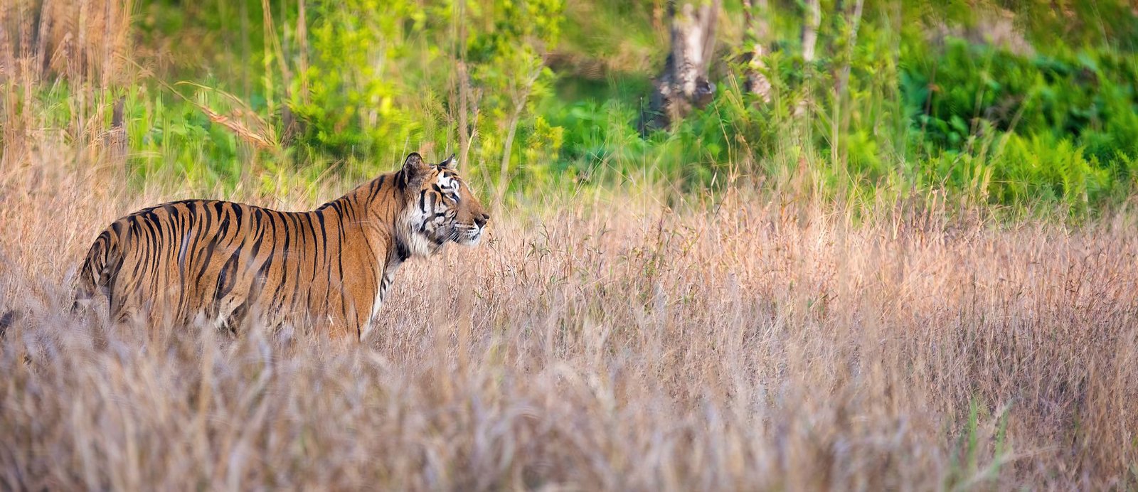 Bandhavgarh National Park Tour