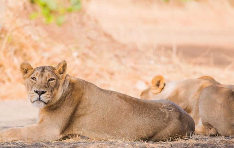 Gir National Park