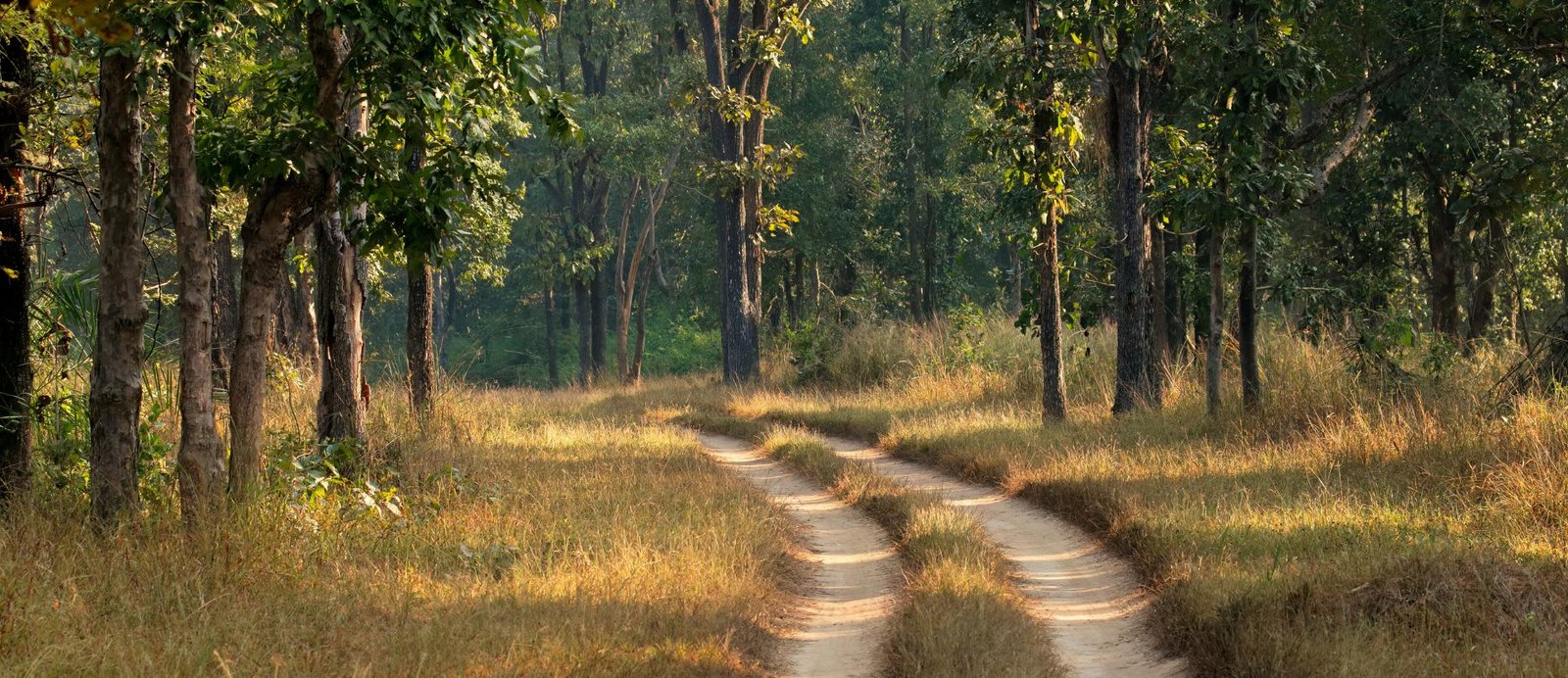 Kanha National Park, Madhya Pradesh