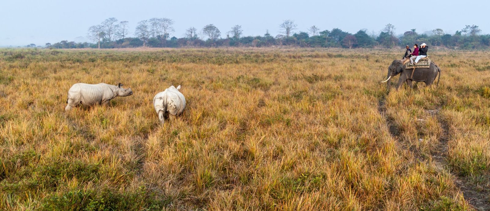 Kaziranga National Park Assam