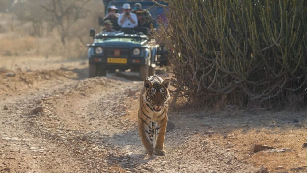 Know about wildlife tour in India