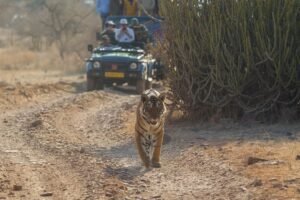 Know about wildlife tour in India