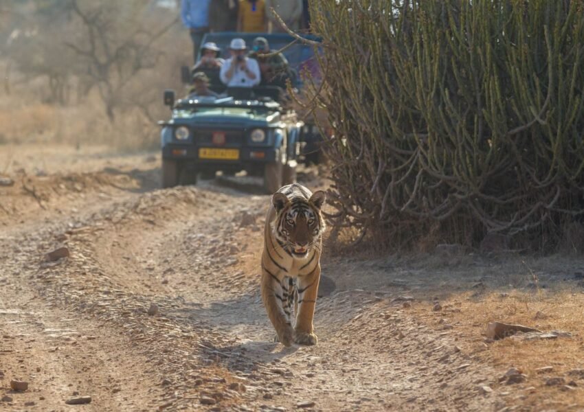 Know about wildlife tour in India