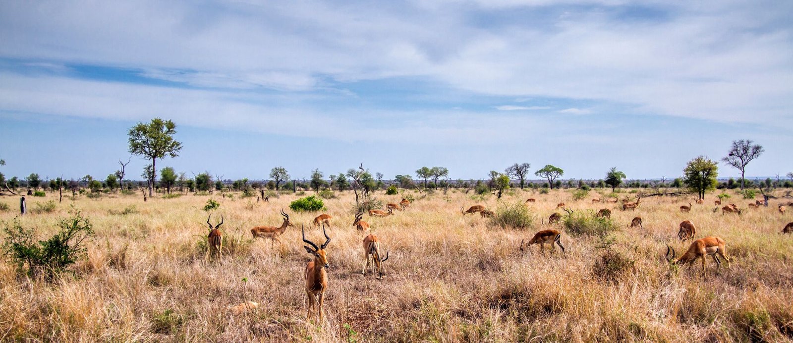 Kruger National Park