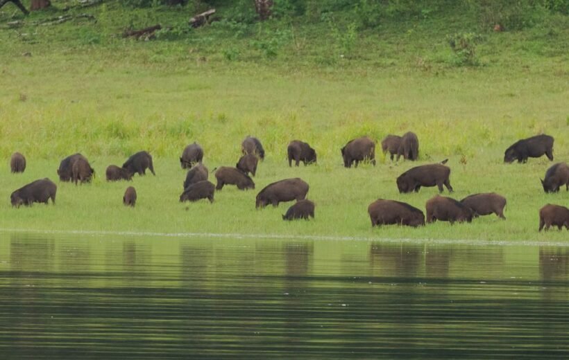 Periyar National Park