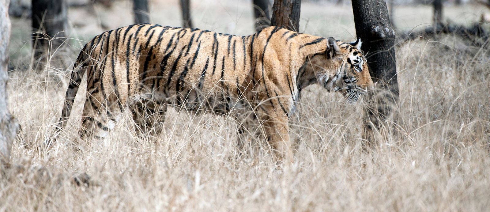 Ranthambore, Wildlife