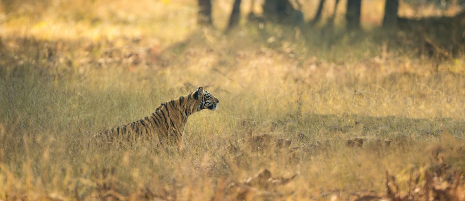 Tadoba Andhari Tiger Reserve Tour