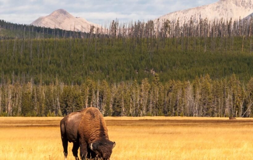 Yellowstone National Park