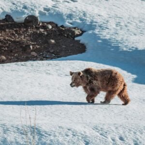 Himalayan Brown Bear Expedition