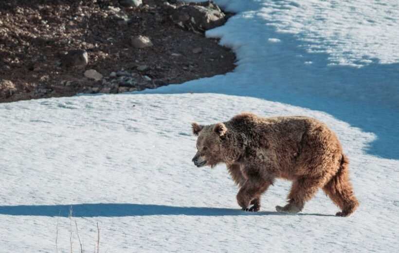 Himalayan Brown Bear Expedition