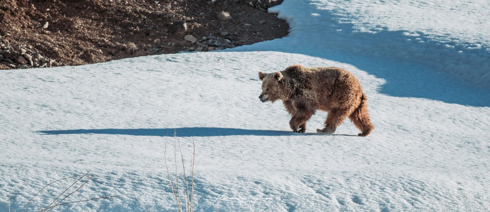 Himalayan Brown Bear Leh