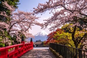 Japan Cherry Blossom Tour